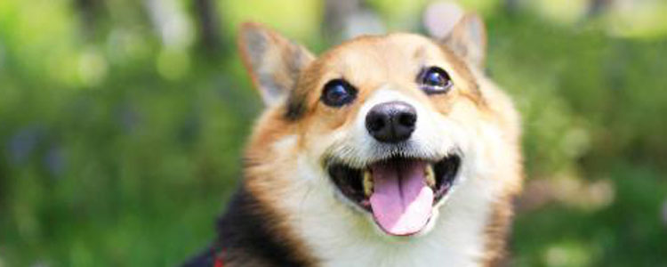 狗狗可以一直吃素吗 健康新生活素食主义狗狗少疾病多健康