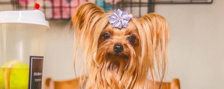 狗狗变老的征兆 珍惜和狗狗在一起的日子