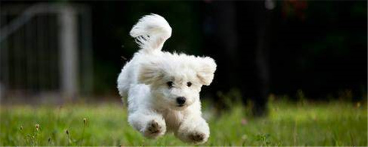 饲养比熊要注意什么 如何正确的饲养比熊犬