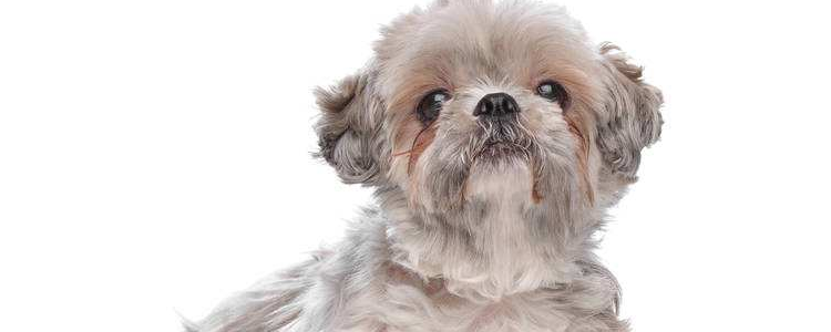 狗狗玩具球 狗狗发声玩具及弹性球用法