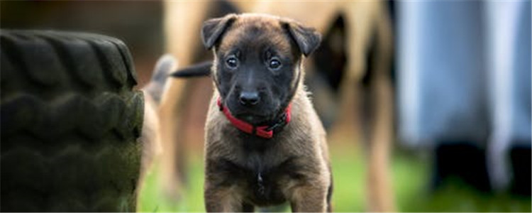 什么植物对狗有害 家里养了狗的看过来