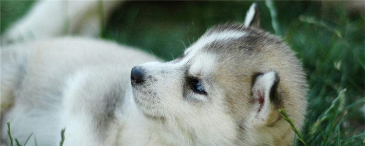 为什么哈士奇那么傻 还有这么多人养