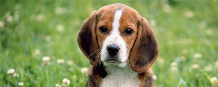 比格犬为什么很少人养 养比格犬需慎重