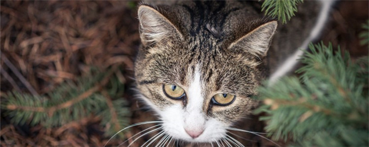 猫咪耳螨是什么东西 耳朵里黑色的东西就是耳螨吗