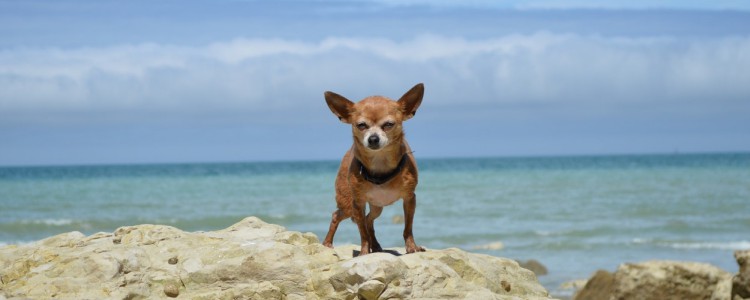 狗狗呕吐怎么办 不同的呕吐物代表不同的状况