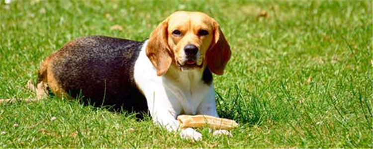 如何训练狗狗吃饭 正确的训练方式你知道吗