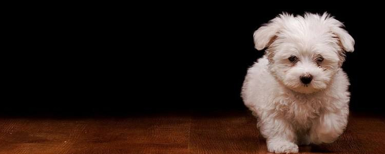 狗狗除臭妙招 宠物狗狗厕所该如何除臭