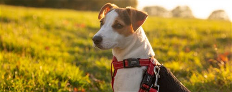 工作犬有哪些 这几种工作犬你都知道吗