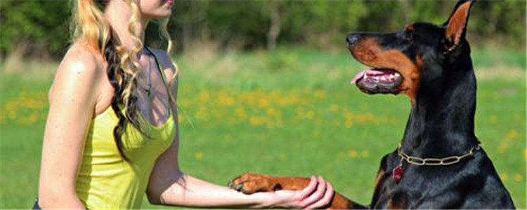 四大工作犬品种 这四种工作犬深受人们喜爱