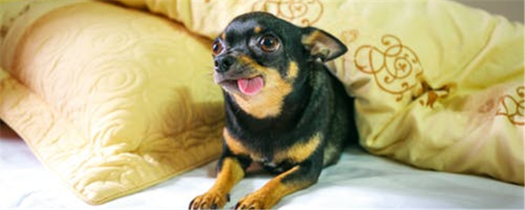 适合家养的小型犬 这三种小型犬是不错的选择