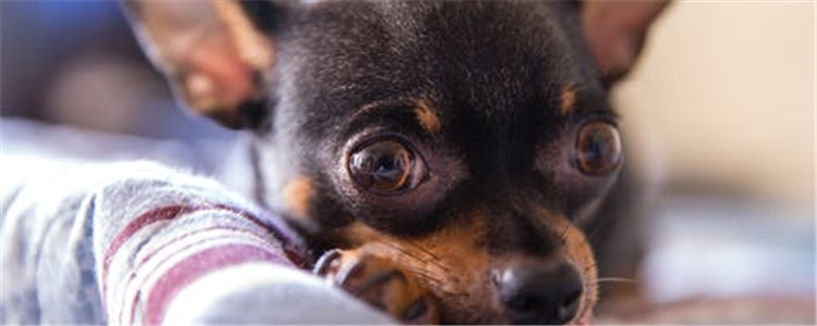 好养的三种小型犬 非常适合有小孩的家庭饲养