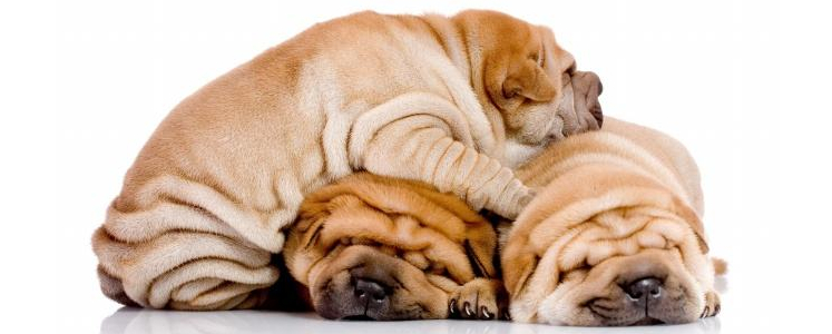 清洁剂对宠物狗狗的危害性 一定要注意了！