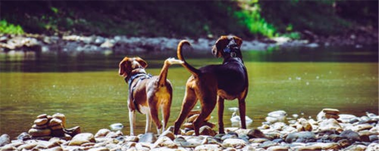 狗狗肠胃不好什么原因 给狗狗喂食一定要有规律性