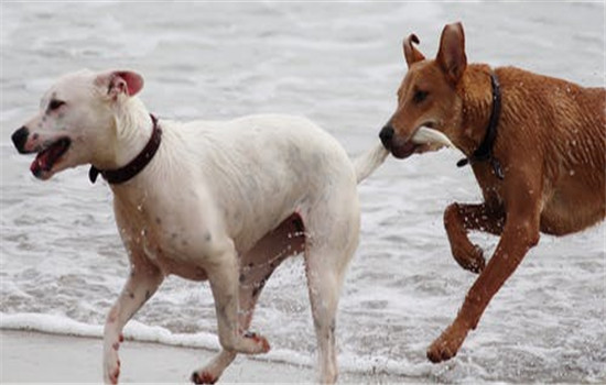 什麼是狂犬病 狂犬病的潛伏期有多長