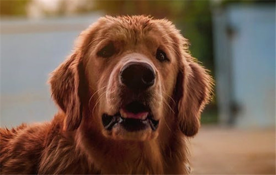 什麼是狂犬病 狂犬病的潛伏期有多長