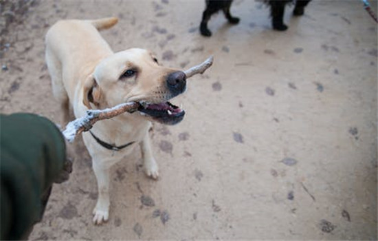 狂犬病的表現 狂犬病分為兩種知道嗎