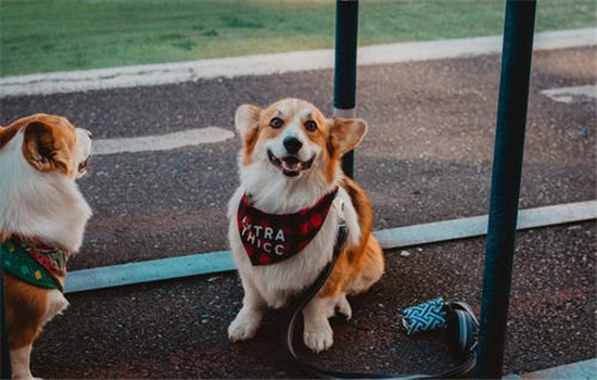 狂犬病的表現 狂犬病分為兩種知道嗎