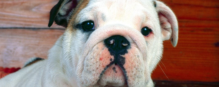 4d狗粮什么意思 4d狗粮和天然狗粮哪个好？