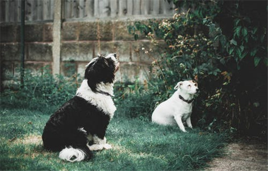 狂犬病能治好嗎 狂犬病為什麼難治