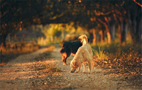 狂犬病能治好嗎 狂犬病為什麼難治