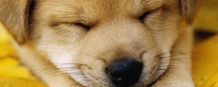 关于狗咬胶与磨牙骨的选择 白狗狗不要买带色的犬咬胶哦!