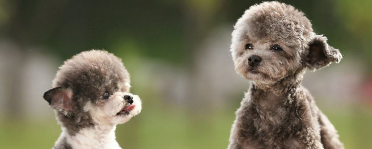 狗笼要买什么样的 关于狗笼选择基本注意事项