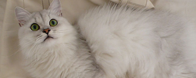 猫咪肉芽肿如何根治 猫咪肉芽肿可得尽快治疗啊！