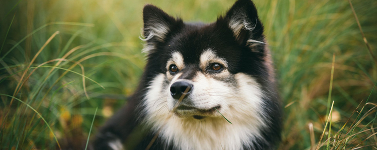 犬鞭虫病的病因与临床症状【图】 犬寄生虫你知道得太少了