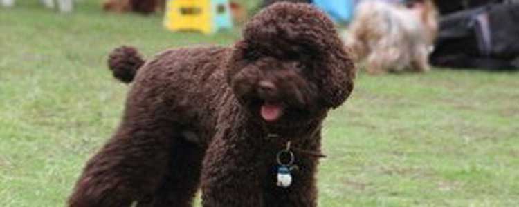 泰迪认定新主人的表现 泰迪狗哪些表现说明你是它主人