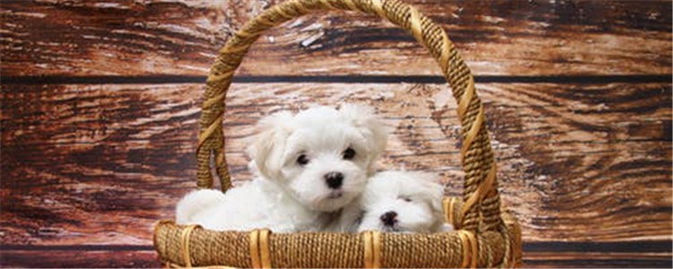 狗狗生病的症状 狗狗体温升高不能忽视