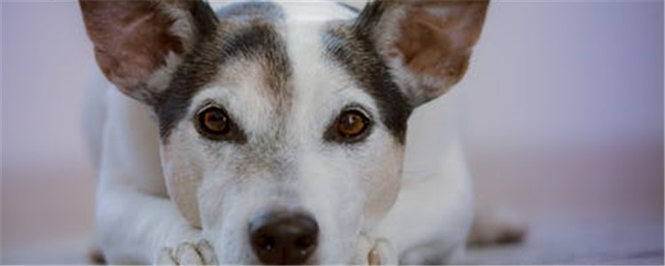 狗生病时的表现 这三种表现代表狗狗健康出问题了