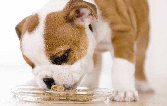 怎麼教狗狗吃飯禮儀 訓練有方法