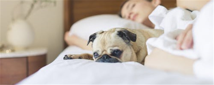 狗狗干呕怎么办 狗狗干呕要注意些什么