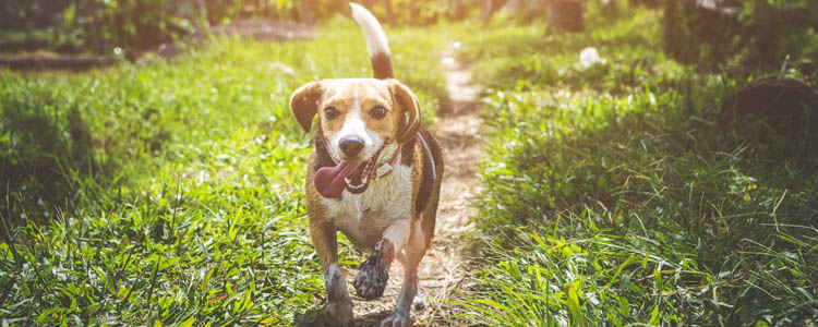 公狗抬腿尿尿的问题 科普关于狗狗抬腿撒尿的缘由