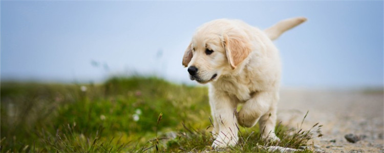狗狗喜欢叫怎么办 如何训练狗狗不乱吠叫