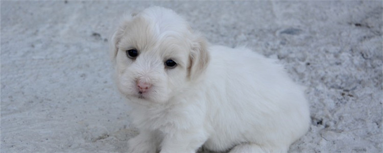 狗狗爱乱吃怎么办 如何训练狗狗不乱吃东西