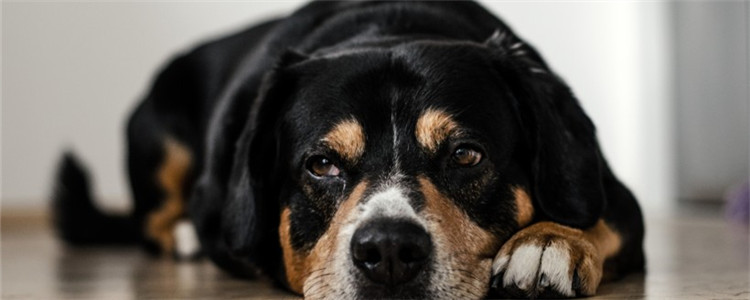狗狗护食怎么办 如何训练狗狗不护食