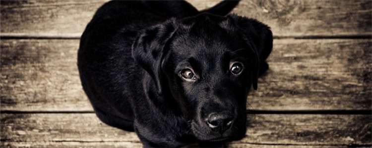 为什么给狗狗戴嘴套 给狗狗戴嘴套好吗