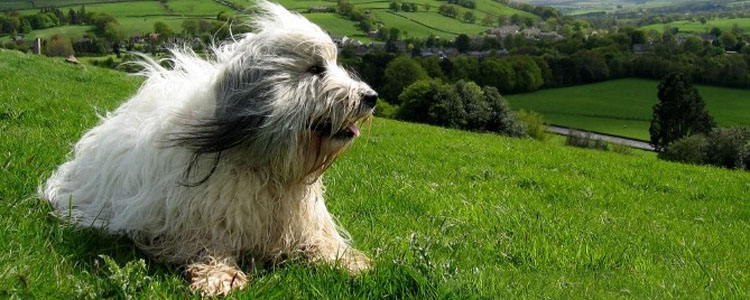 狗狗太闹腾了怎么办 有哪些方法可以让狗狗安静？