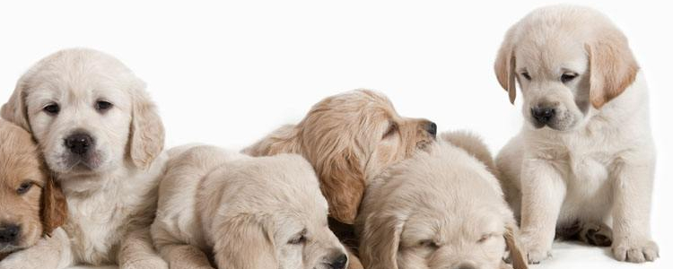 新生狗狗怎么照顾 新生仔狗的护理指南