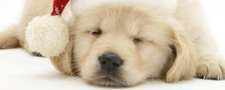 刚出生小狗的发育特点 了解特点才能更好地养狗