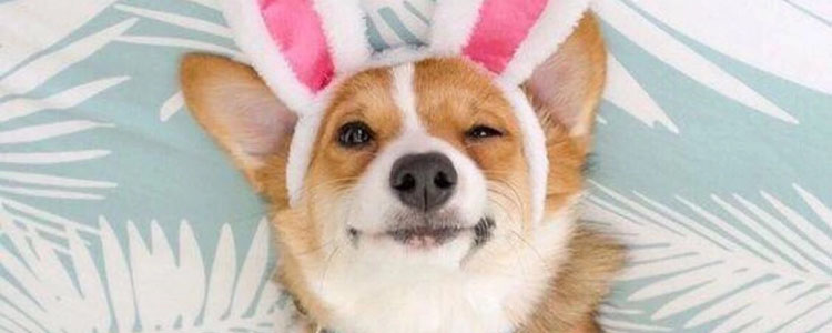 如何训练狗狗咬东西回来 四个训练方法教狗狗学逗趣礼节