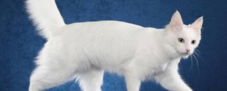 白毛猫咪发黄洗白妙招 白毛猫发黄是真的很难看的！