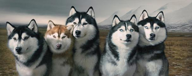 狗不听话可以打吗 狗不听话的时候真的需要打骂吗