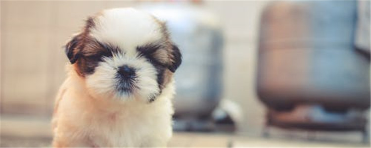 狗狗驱虫重要吗 狗狗有寄生虫的现象是什么