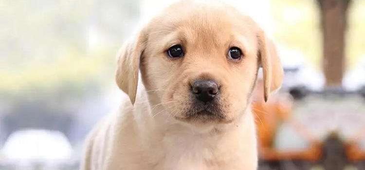 拉布拉多属于禁养犬吗 你还不知道吗