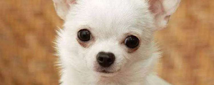 幼犬一天拉几次 狗狗软便是什么原因