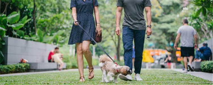 蜱虫是什么虫 被蜱虫咬了之后会怎么样