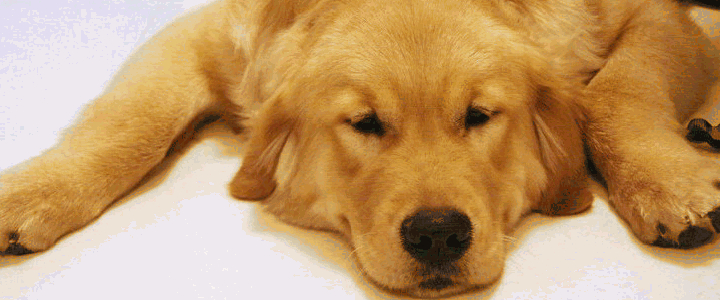 打狗狗会造成什么结果 别让狗狗心里阴影啊！