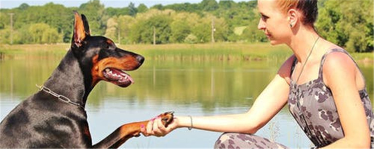 怎么训练狗狗趴下 训练狗狗趴下其实不难